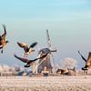 Kanadische Gänse fliegen im Winterin der Nähe einer Mühle von Frans Lemmens