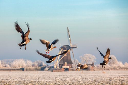 Canadian geese fly up at windmill in winter