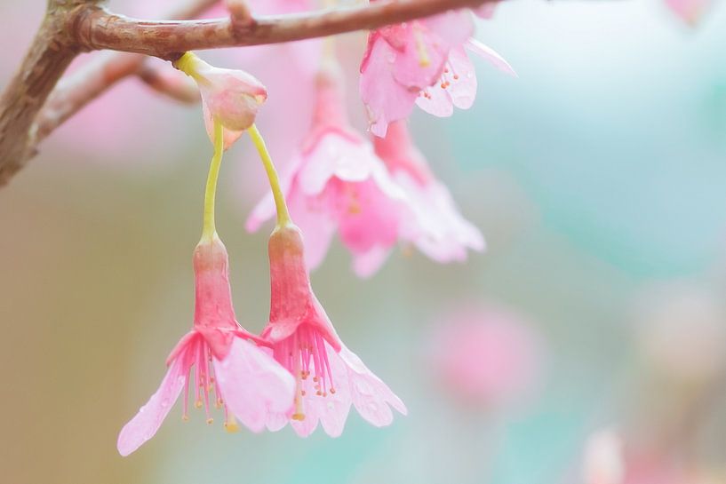 Pastel Spring van Natascha Teubl