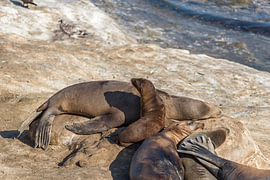 Sea Lions Relaxing on Sunlit Rocks by Joseph S Giacalone Photography