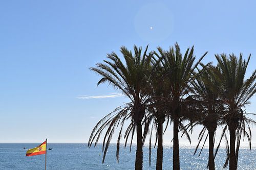 Palmen am Meer