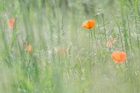 Poppies