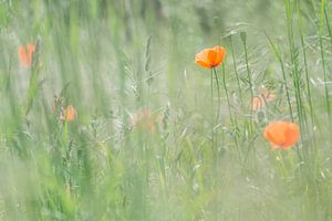 Mohnblumen