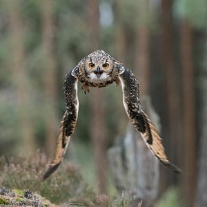 Uhu im Anflug... Bengalenuhu * Bubo bengalensis *
