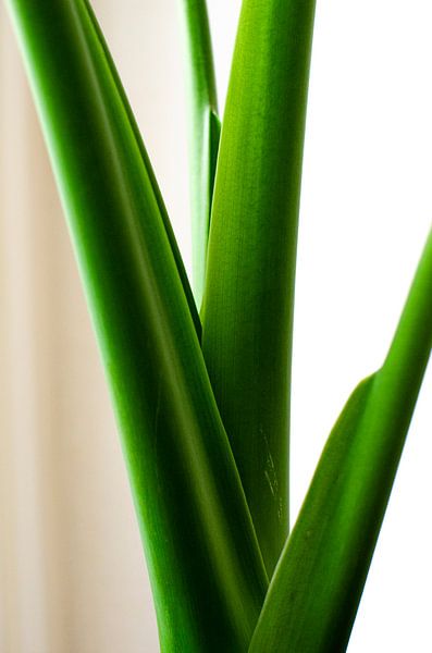 Die Stängel einer Alocasia-Pflanze, oder Elefantenohr von Carolina Reina Photography