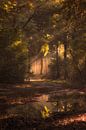 Mysterious forest by Moetwil en van Dijk - Fotografie thumbnail