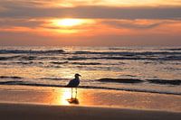 zonsondergang aan de kust van Zandvoort