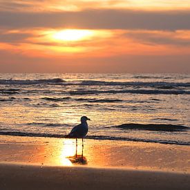 zonsondergang aan de kust van Zandvoort van tiny brok