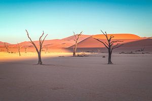 Namibie Deadvlei Arbres morts le matin