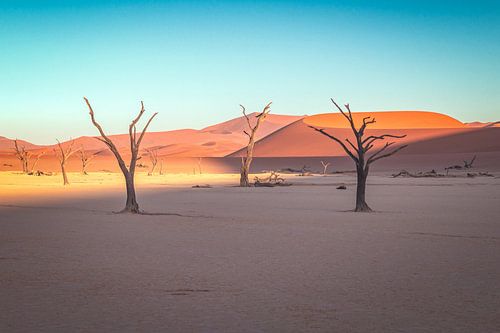 Namibië Deadvlei Dode bomen in de ochtend