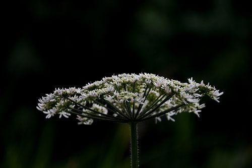 Hogweed