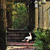Cigogne dans un temple de la jungle sur Maud De Vries