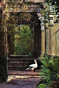 Cigogne dans un temple de la jungle