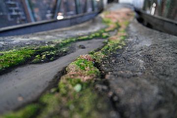 Natuur vindt altijd zijn weg van Michel de Jonge