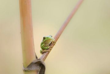 Laubfrosch im Fokus von Ans Bastiaanssen