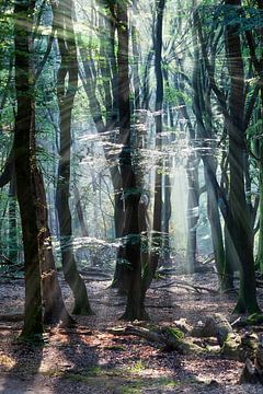 Dansende bomen van Peter de Kievith Fotografie
