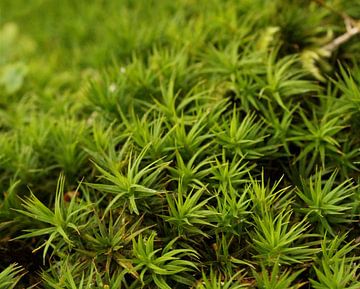 Moss detail photography by Janneke Wiersma