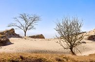 Sahara im Norden der Niederlande von Rob IJsselstein Miniaturansicht