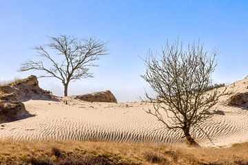 Sahara im Norden der Niederlande von Rob IJsselstein