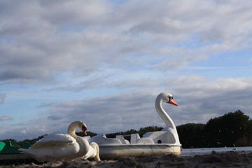 Gebroeders de Zwaan  van Luuk de Wit