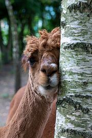 Alpaca doet aan Boom knuffelen van Nancy Bogaert