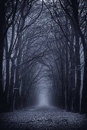 Munserleane Rijsterbos by Berend Negenman