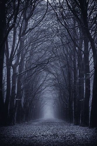 Munserleane Rijsterbos