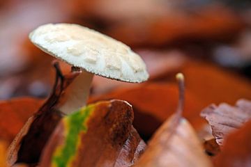 Autumn Mushroom by Borg Enders