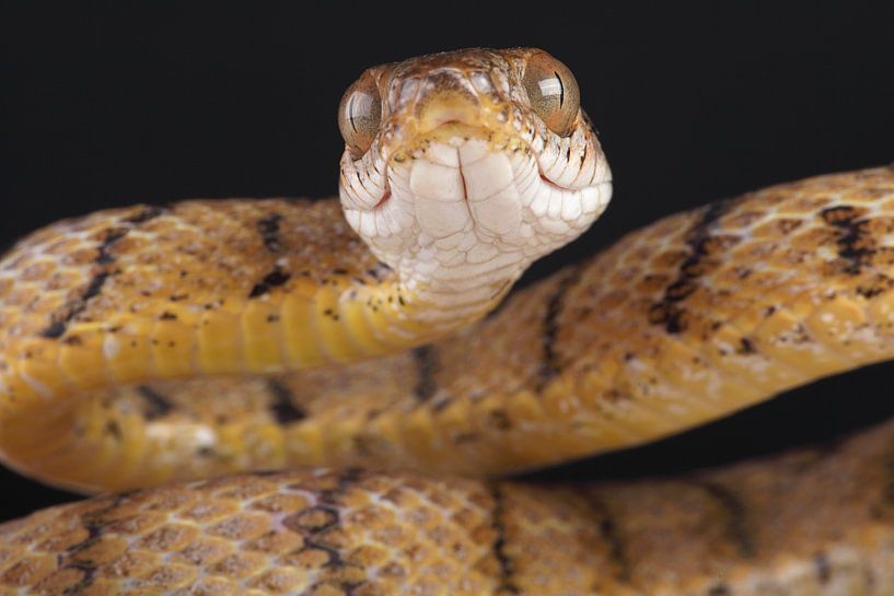 Brown Tree Snake (Boiga irregularis) by Ronald Pol