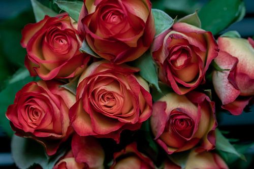 LIefde voor bloemen is als liefde voor muziek