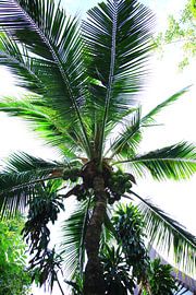 Palm Thailand by Olaf Franke