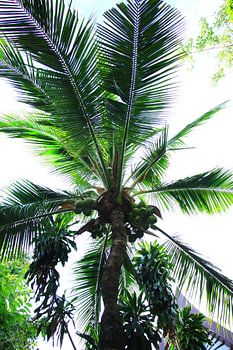 Palm Thailand