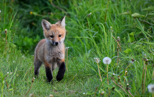 A little fox in spring