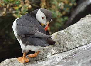 Papageitaucher auf der Insel Skellig Michael in Irland