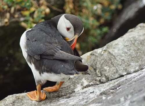 Papegaaiduikers op het eiland Skellig Michael in Ierland