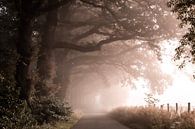 Foggy avenue by Rob Willemsen photography thumbnail