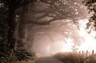 L'avenue Foggy par Rob Willemsen photography Aperçu