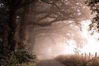 Foggy avenue