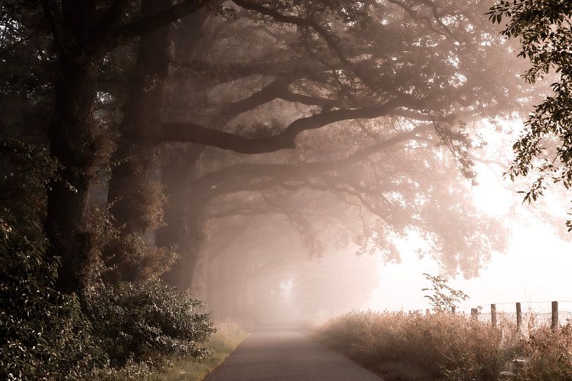 Foggy avenue by Rob Willemsen photography