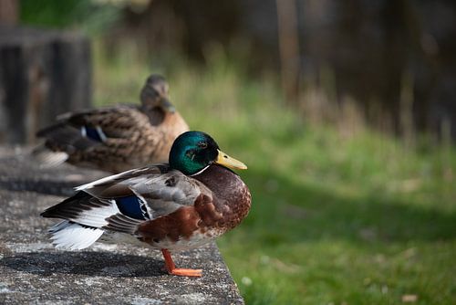 Koppel eendjes eindelijk samen. Een rust moment voor de eenden.