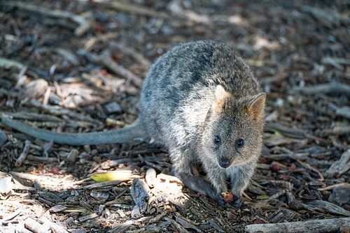 quokka