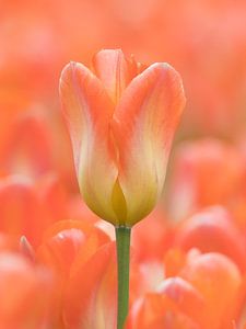 Oranje tulp met een oranje achtergrond van Laurens de Waard