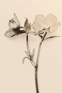 Weihnachtsrose im Duoton
