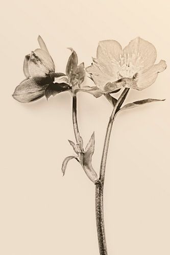 kerstroos in duotone