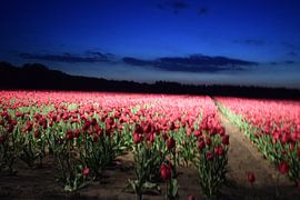 Tulpen von Colinda De Vries - Trof