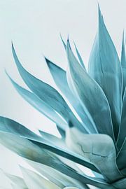 Delicate forms of an agave by Poster Art Shop