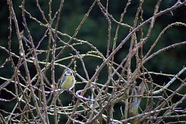 Pimpelmees van FotoGraaGHanneke
