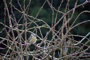 Blaumeise