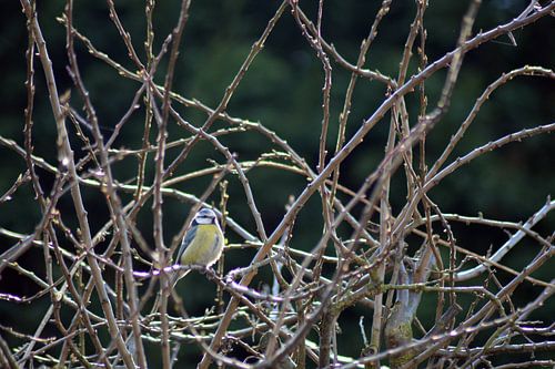 Mésange bleue