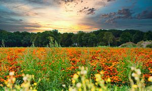 Fröhliche knallorangefarbene Feldblumen von Jolanda de Jong-Jansen